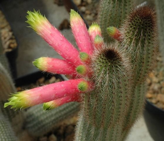 Cleistocactus_ferrarii